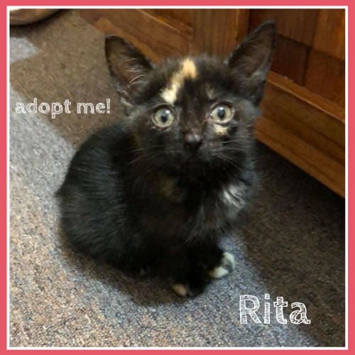 Rita ~ Kitten (adopted)