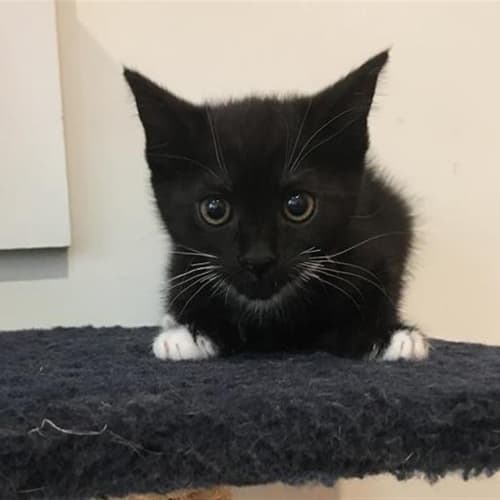 Penelope