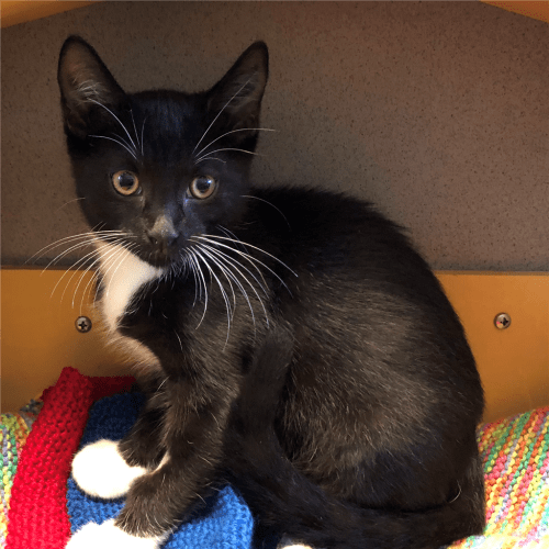 Tux