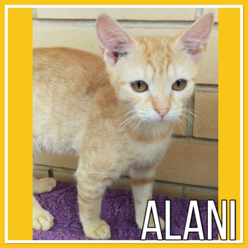 Alani 