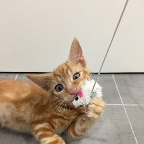 Jaffa