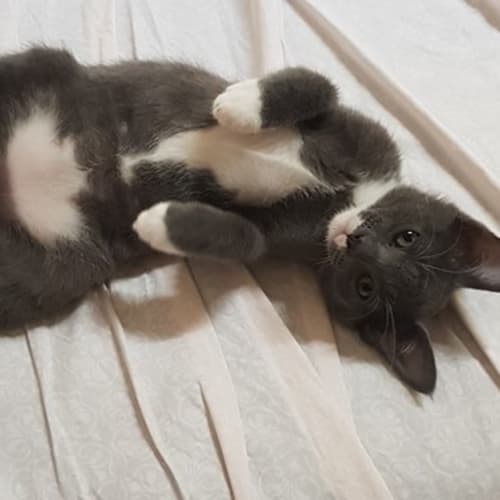 Bowie