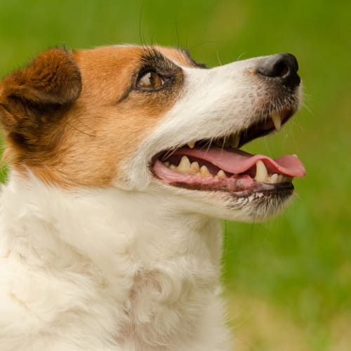 Flynn ~ Jack Russell Terrier (on trial 14-3-2018)