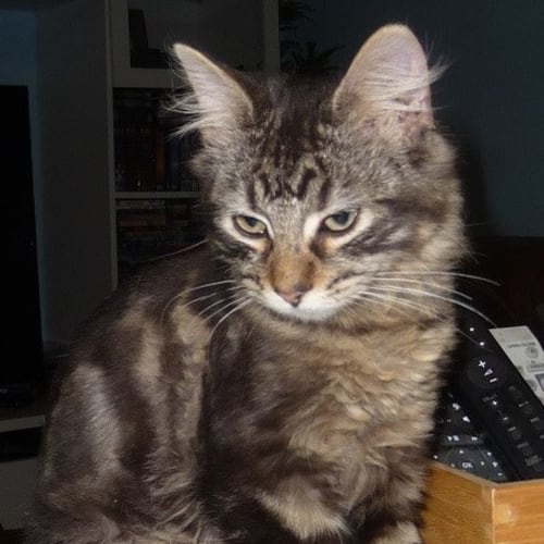 Lachy **2nd Chance Cat Rescue**