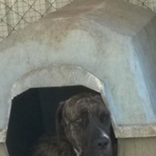 Axel