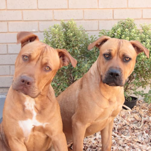 Bailey & Tank **On Trial**