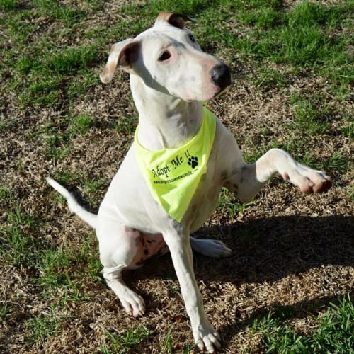 Gemma ~ Bull Terrier X (on trial 22-4-2018)