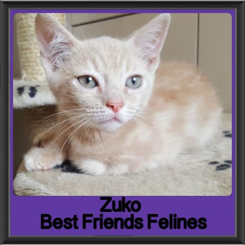 Zuko 