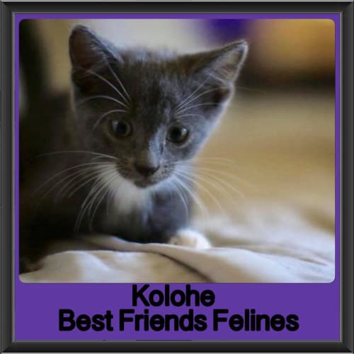 Kolohe 