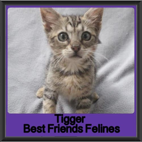 Tigger 