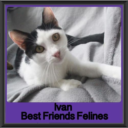 Ivan