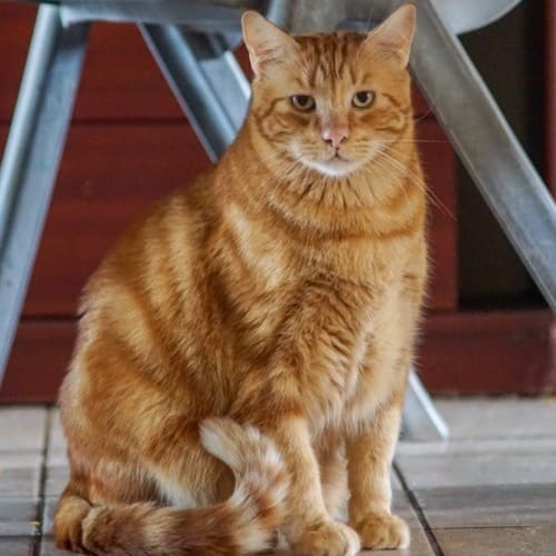 Tom C1849 - Adoption Pending