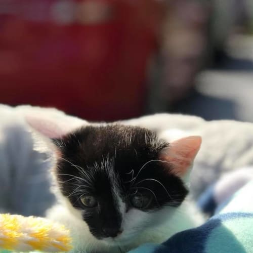 Zorro