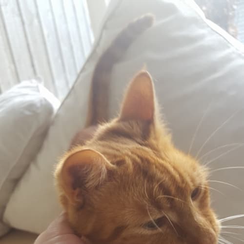 Daisy the delightful ginger girl cat!