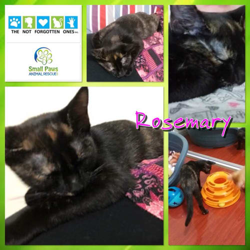 Rosemary