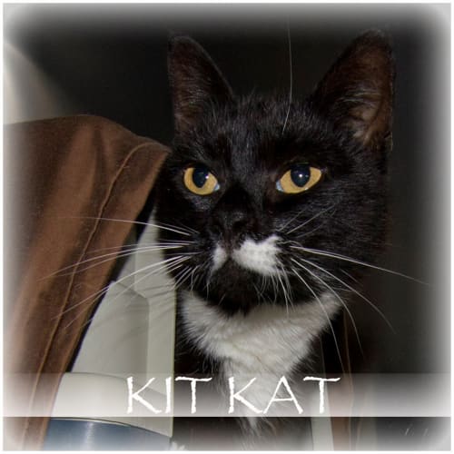 Kit Kat