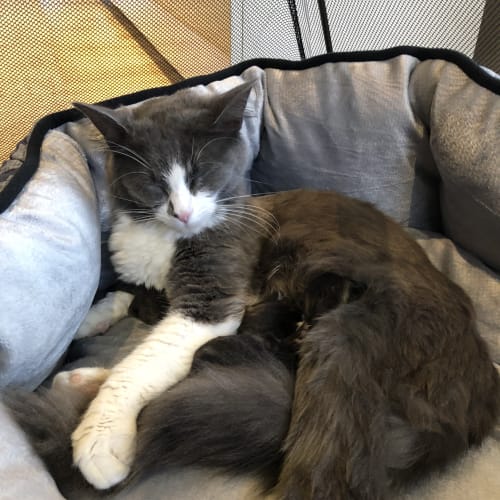 Amethyst **2nd Chance Cat Rescue**