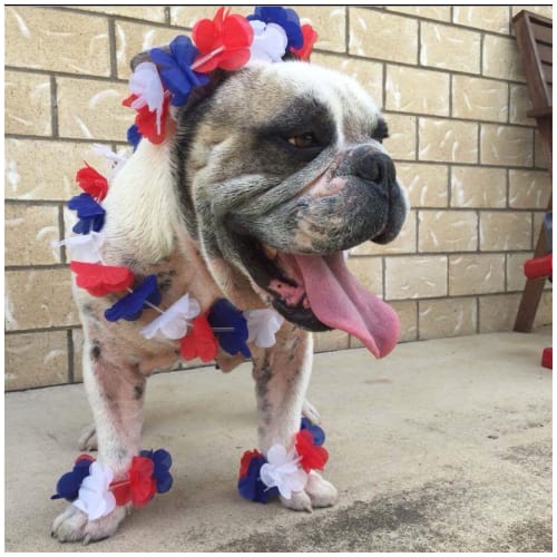 Clyde the Bulldog