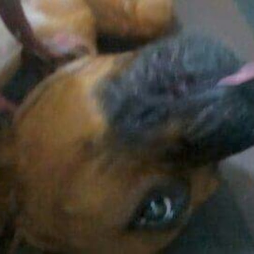 Dolly