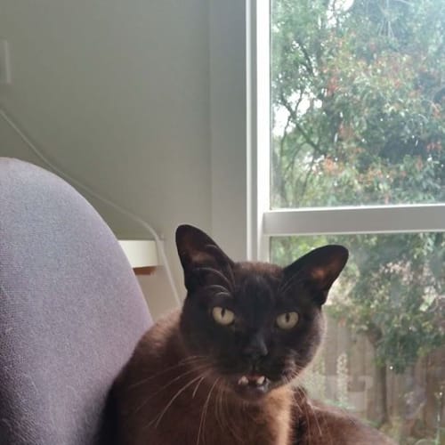 Chaser the dashing Burmese cat