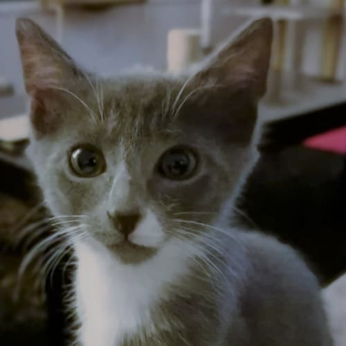 Bowie