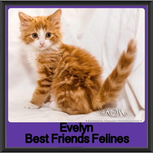 Evelyn 