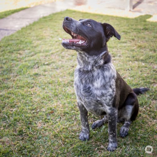 Meeko ~ Cattle Dog x (on trial 4/4/2018)