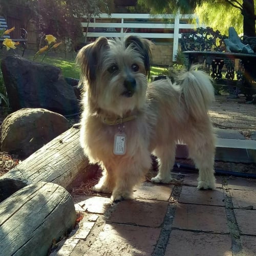 Maude