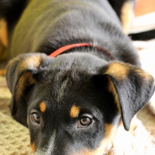 Paddy ~ Kelpie x Cattle dog (on trial 13-3-2018)