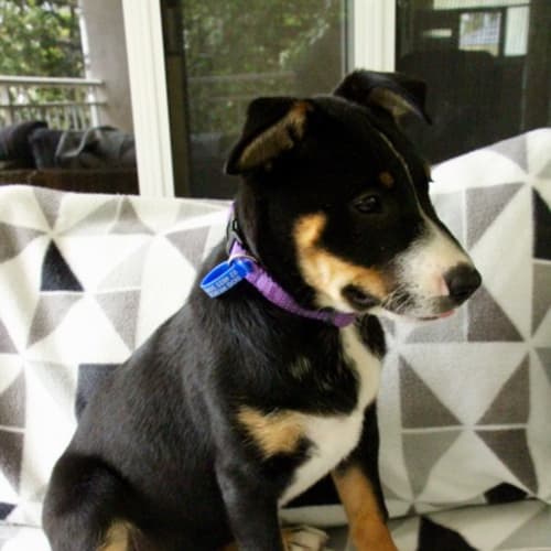 Ila ~ Kelpie x Cattle dog (on trial 10/3/2018)