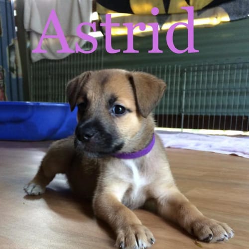 Astrid 