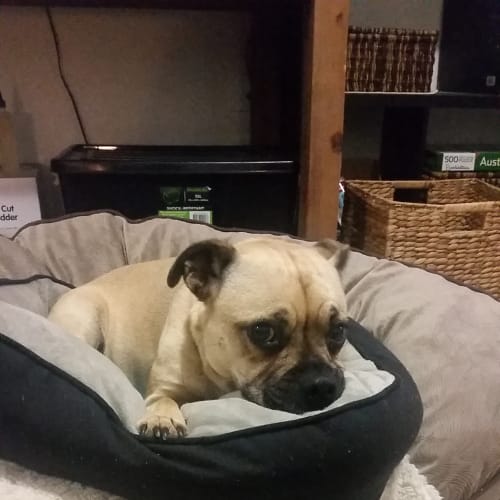 Anxious Annie