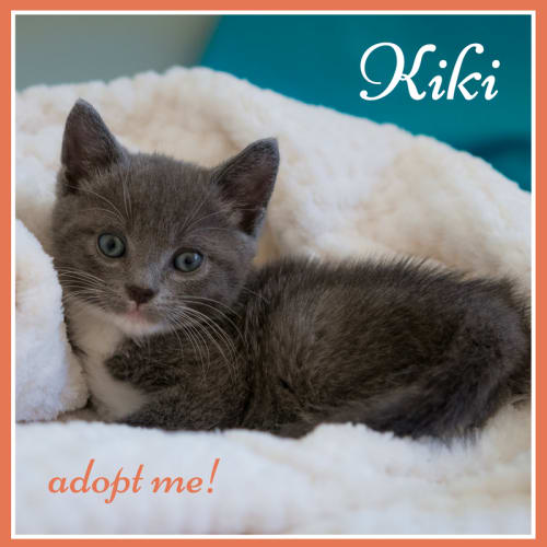 Kiki ~ Kitten (on trial 11/3/2018)