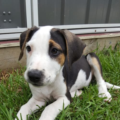 Macey ~ Dane x Cattle Dog (on trial 17/3/2018)
