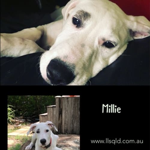 Millie