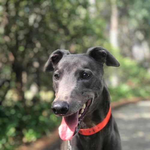 Dash (On Trial 4 April)