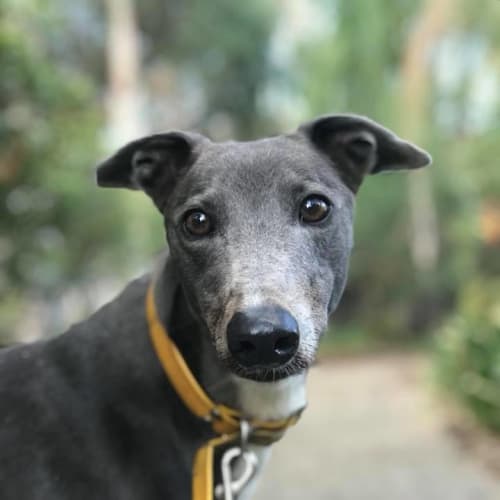 Flossy (On trial March 2018)
