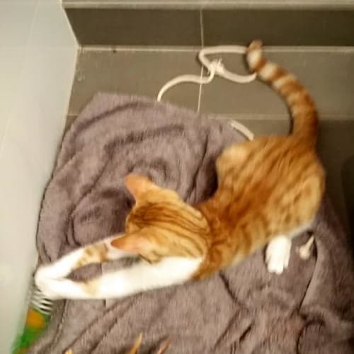 King Tut @ Petstock Penrith