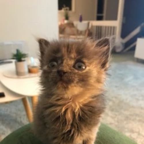 Daphne