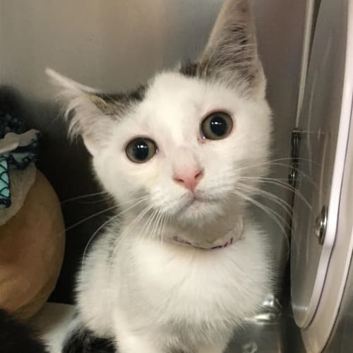 Kimba