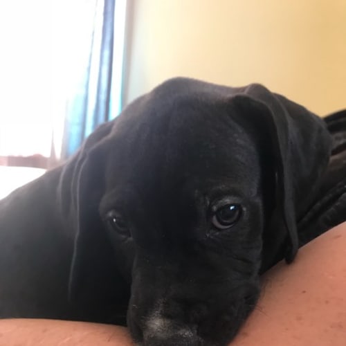 Harley