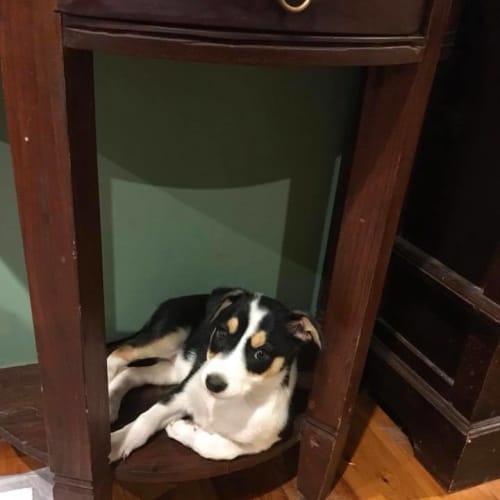Rascal