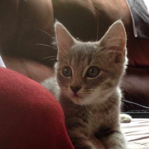 Misha