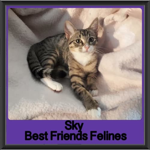 Sky