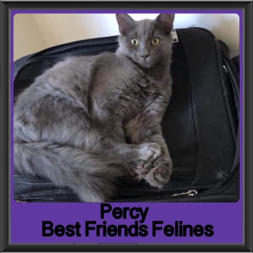 Percy 