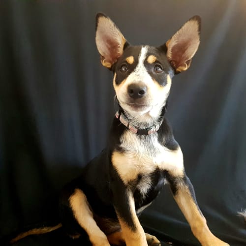 Misty ~ Kelpie x Cattle dog (on trial 7/4/2018)
