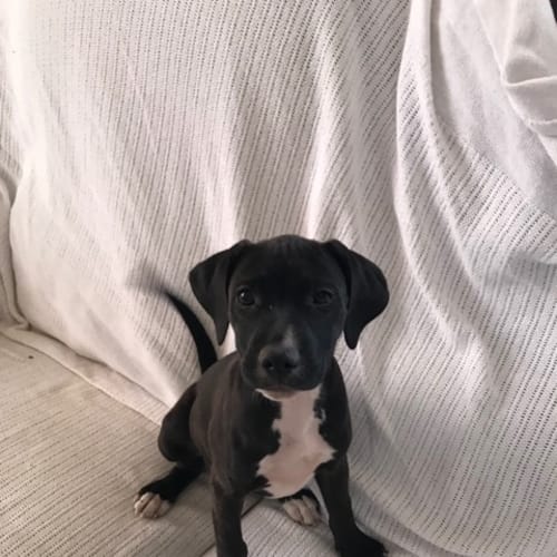 Roxy