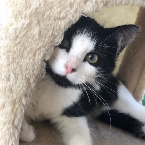 Maggy **2nd Chance Cat Rescue**