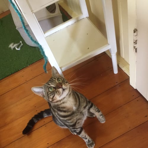 Oliver