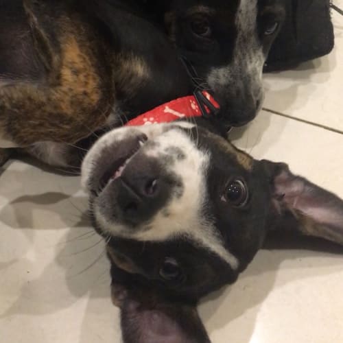 Cleo ~ Dane x Cattle Dog (on trial 18/3/2018)